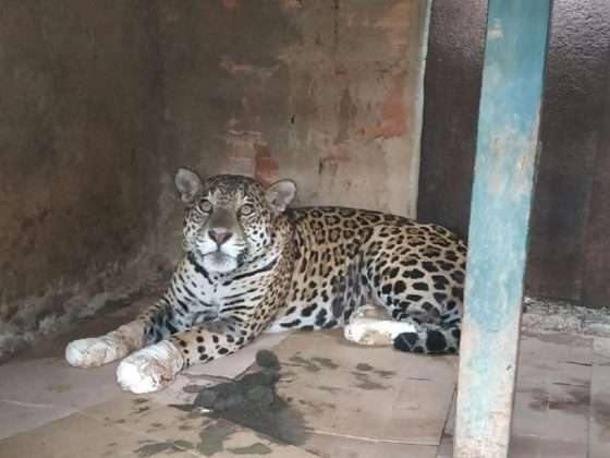 Mais de 100 animais silvestres foram resgatados no período das queimadas em MT