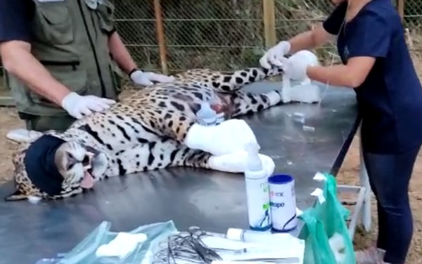 Onça-pintada que aguarda tratamento com células-tronco usa ‘botinhas’ com curativos e está ‘ativa’, diz veterinário