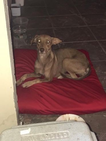 Animal resgatado na BR-163 ganha nova família