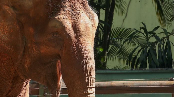 Campanha ‘Bambi, vem pra manada’ busca arrecadar doações para pagar transporte de elefanta de SP para MT