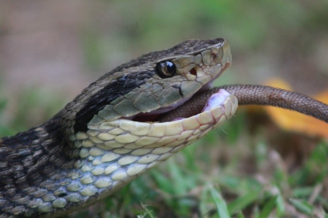 Mais de 700 acidentes com cobras são registrados em MT neste ano