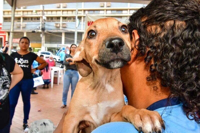 Sugestão de pauta: Diretoria de Bem-Estar Animal promove Feira de Adoção Voluntária de Pets em conjunto com a Sétima Feira de Orquídeas