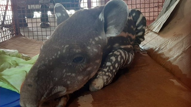 Filhote de anta é resgatado em rodovia de Mato Grosso após perder a mãe