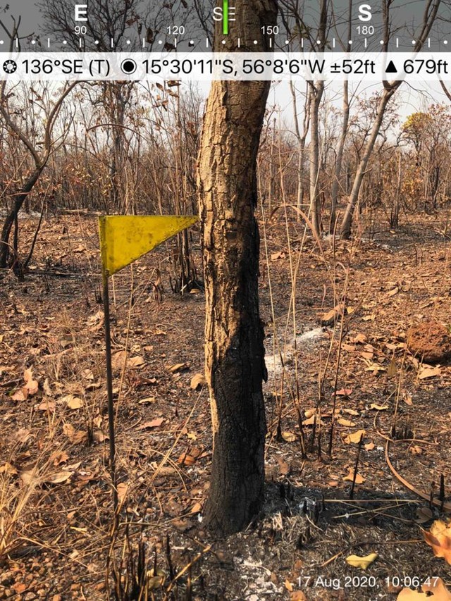 Fogo atinge parque no Pantanal de MT onde há maior concentração de onças-pintadas no mundo