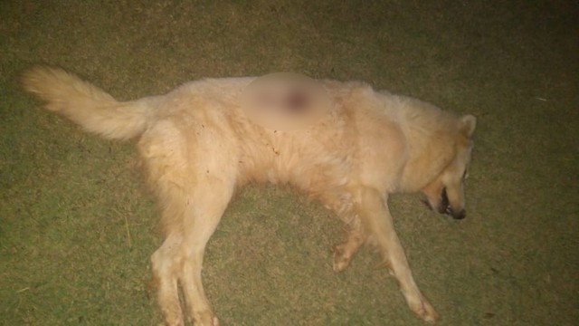 Cachorro é morto a tiro em sítio de MT e dono registra queixa na polícia