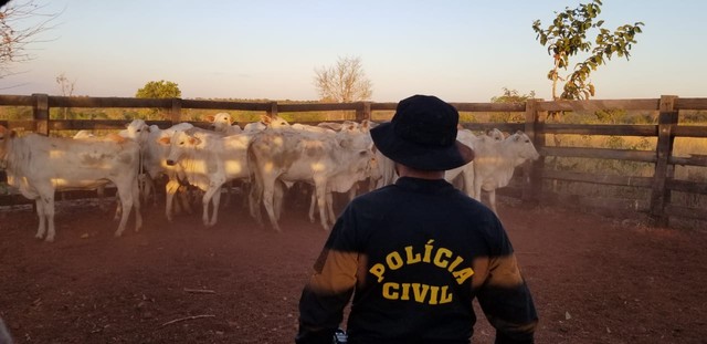 Polícia recupera 25 cabeças de gado furtadas de propriedade e apura crimes na região em MT