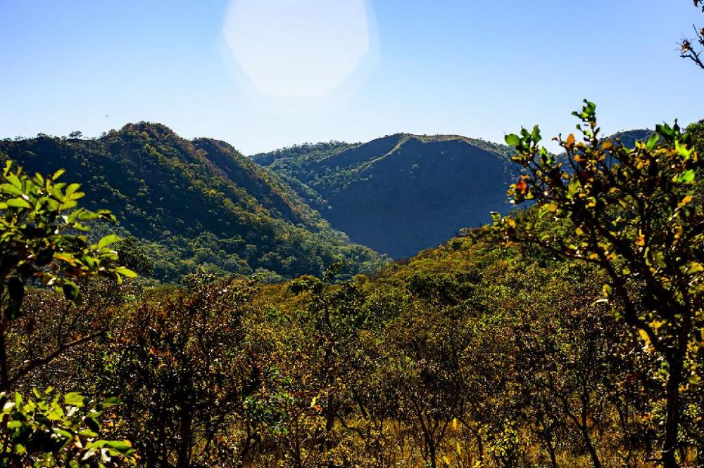 Dia Nacional do Cerrado é comemorado neste 11 de setembro