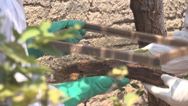 Bombeiros retiram abelhas alojadas em forro de casa em MT
