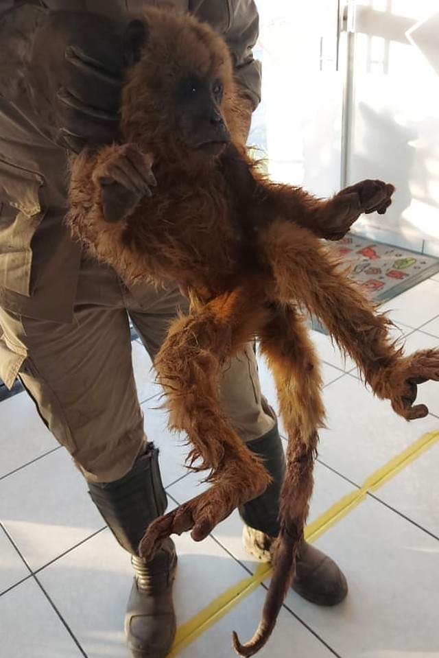 Macaco pula de árvore para fugir de incêndio, sofre queimaduras e é tratado por veterinários após ser salvo em MT
