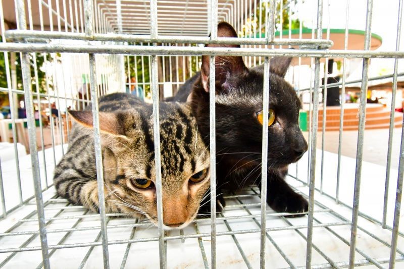 Diretoria de Bem-Estar Animal promove Feira de Adoção exclusiva de gatos nesta quinta-feira (15)