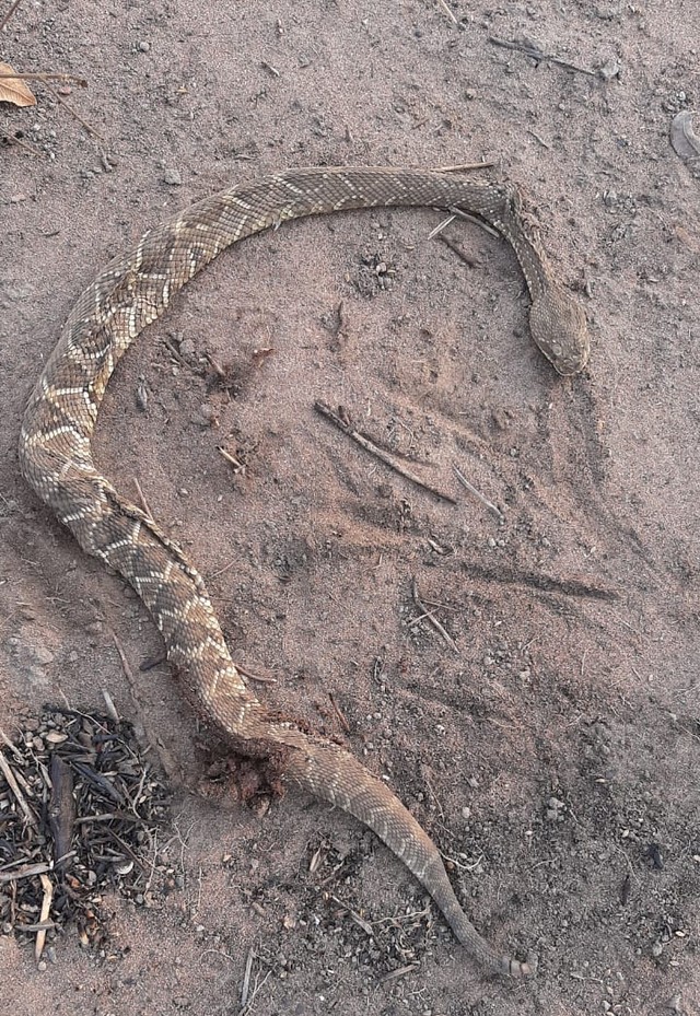 Índio de 9 anos picado por cascavel em aldeia continua internado sem previsão de alta em MT