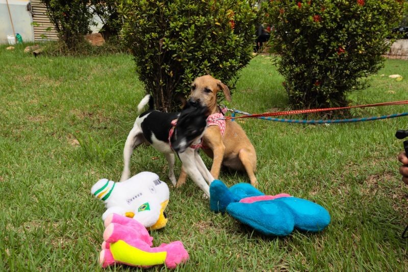 Conheça os bichinhos que estarão à espera de um lar no próximo sábado (21)