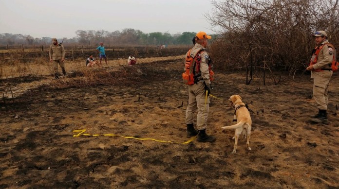 Mulher desaparece dentro de mata e é encontrada com ajuda de cachorro em Mato Grosso