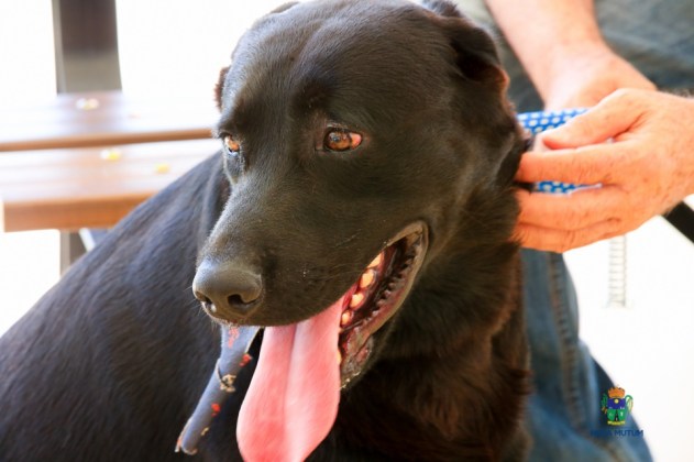 Cães salvam dona de ser estuprada e atacam agressor em Mato Grosso