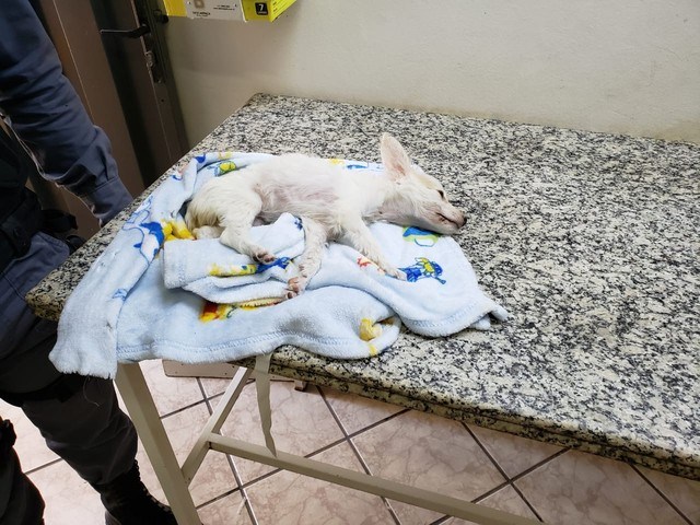 Mulher tenta matar cachorra com enxada, é filmada por vizinhos e presa em Mato Grosso