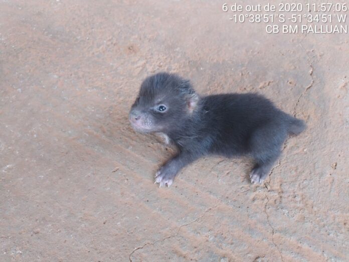 Filhote de cachorro-vinagre é resgatado em Mato Grosso; Animal está em extinção