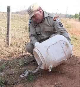 Jiboia se esconde dentro de máquina de lavar e assusta dona de casa em Mato Grosso