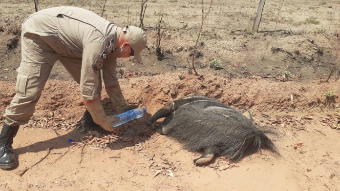 Tamanduá Bandeira é resgatado com ferimentos pelo Corpo de Bombeiros em Mato Grosso