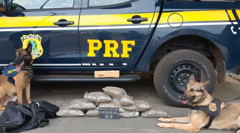 PRF e PF apreendem mais de 7 kg de maconha em Rondonópolis