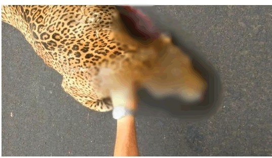 Onça-pintada morre após ser atropelada em Mato Grosso