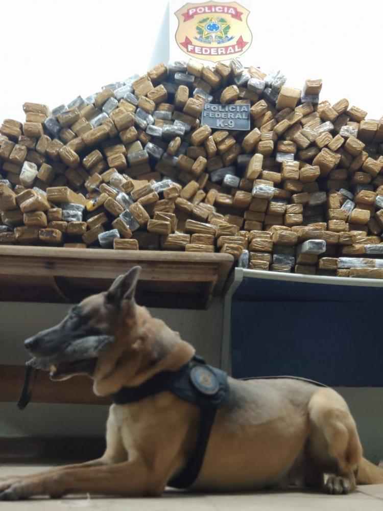 Cão farejador da PF encontra mais de meia tonelada maconha em teto de caminhão frigorífico em MT