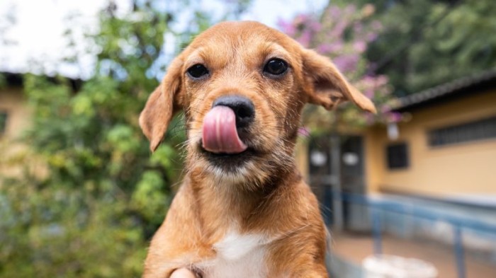 Sugestão de Pauta: Feira de Adoção no dia 6 dará destaque a pets com necessidades especiais