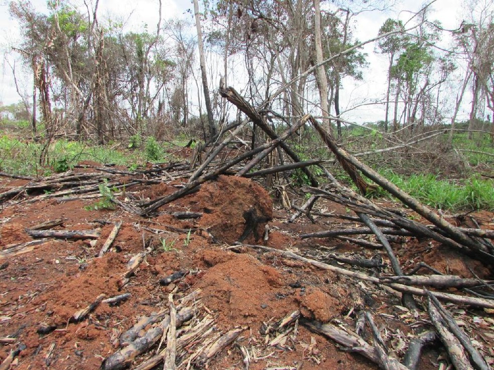 Operação fiscaliza 17 propriedades em MT e aplica R$ 4,2 milhões em multas na região Amazônica