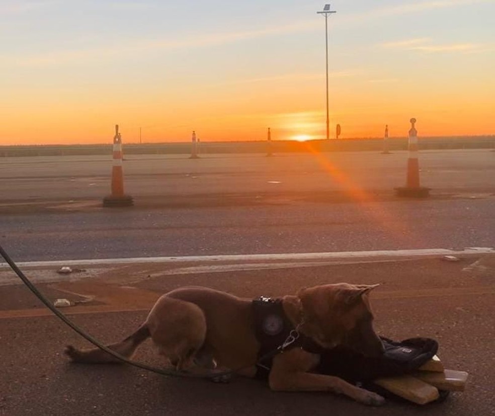 Cão farejador da PF se aposenta após 4 anos de trabalho de combate às drogas em MT: 'Especial para nós'