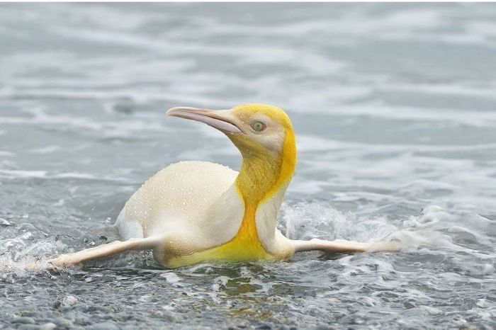 Raro pinguim amarelo é visto pela primeira vez no Atlântico Sul