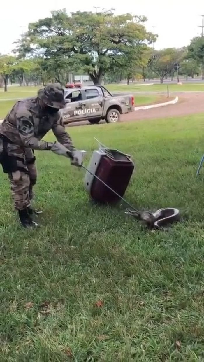Polícia ambiental resgata cobra achada em clube de Brasília (DF)