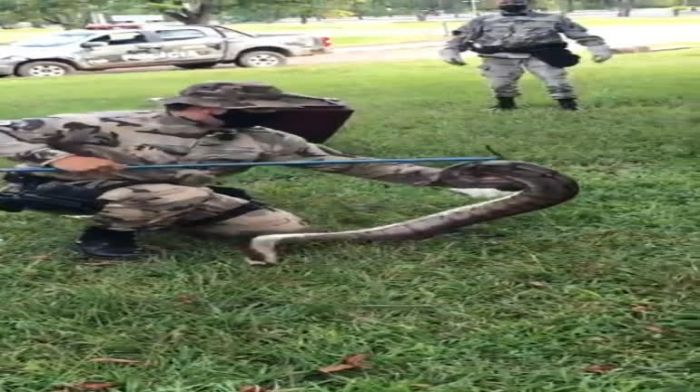 Polícia ambiental tem trabalho, mas captura serpente em Brasília