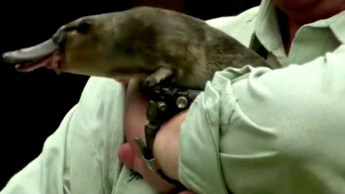 Austrália anuncia a construção do primeiro refúgio para ornitorrincos