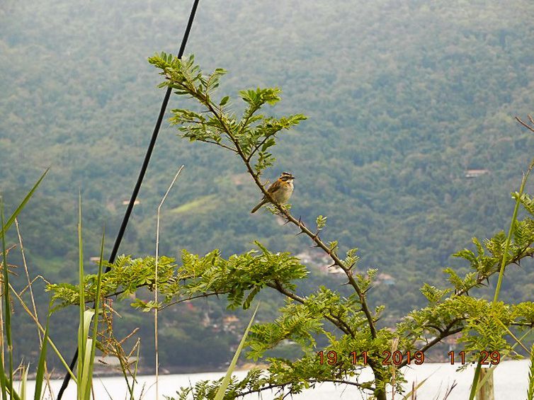 Brasil passa a fazer parte do Protocolo de Nagoia sobre biodiversidade