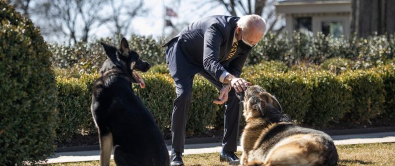 Cachorros de Biden mordem funcionário e deixam Casa Branca