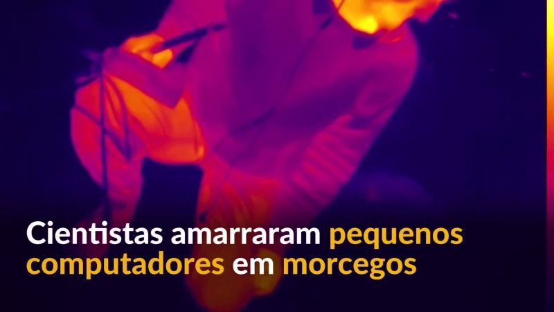 Pequenos computadores revelam como morcegos caçam com eficiência