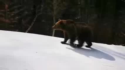 Instrutor de esqui é perseguido por urso selvagem na Romênia