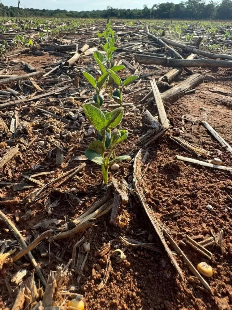 Fundação Rio Verde orienta produtores para início do plantio da soja em Mato Grosso