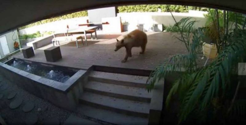 Urso invade casa na Califórnia e é expulso por dois cachorrinhos