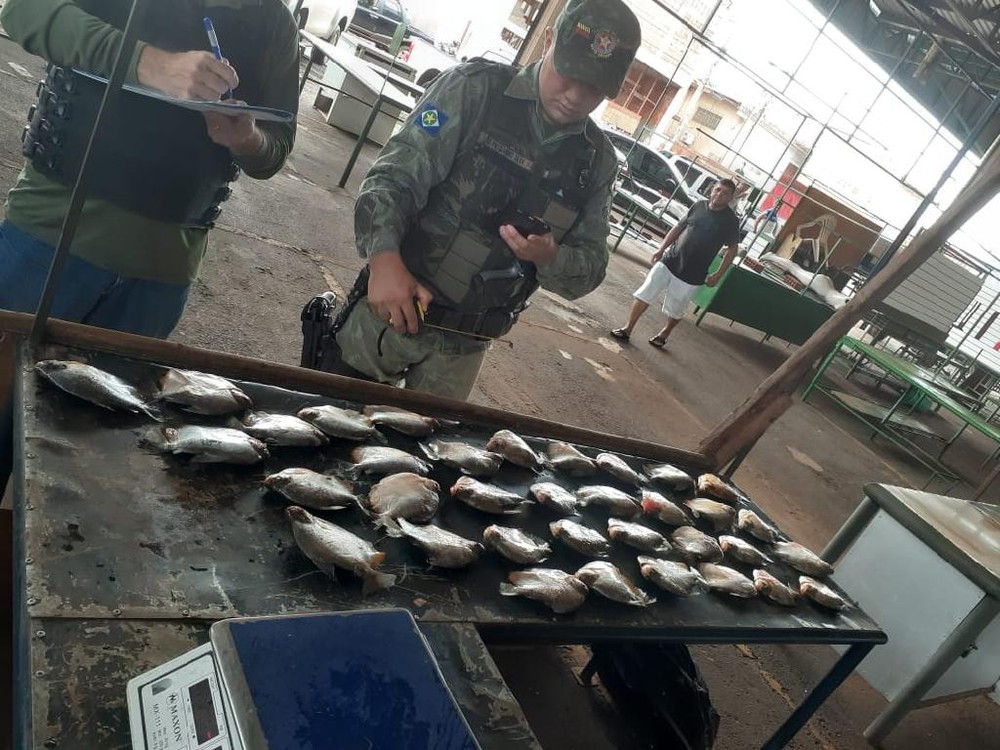Fiscalização apreende 97 kg pescado irregular em Tangará da Serra (MT)