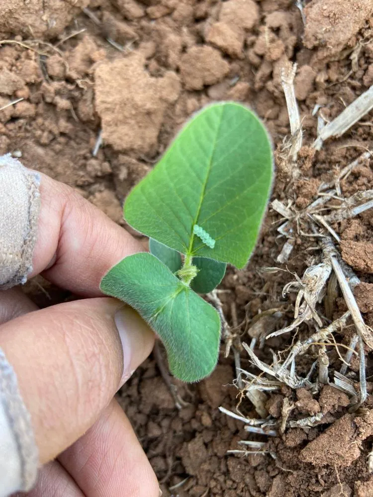 Monitoramento e manejo de pragas iniciais exigem atenção redobrada na safra 2025/26 da soja